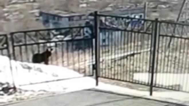 Медведь вышел к школе в сахалинском селе