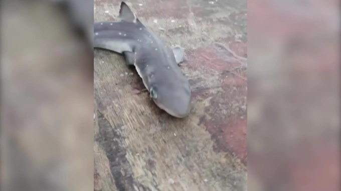 В Сочи рыбаки поймали в сети маленькую акулу 