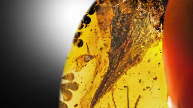 В куске янтаря обнаружили череп самого маленького динозавра в истории