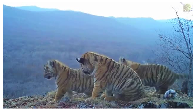 Уникальное видео: Сразу четыре тигренка попали на видео в национальном парке  "Земля леопардов" 
