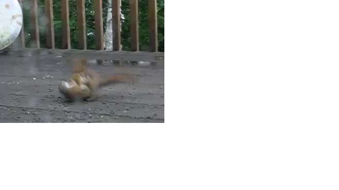 белки дерутся