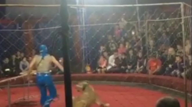 Львица из цирка шапито искусала 4-летнюю девочку
