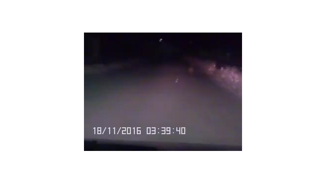 Видео: спортивная лиса пробежалась по улицам города в Челябинской области