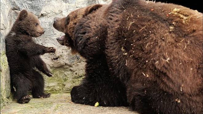 В швейцарском зоопарке убили трехмесячного медвежонка, сына медведей Миши и Маши, подаренных Дмитрием Медведевым