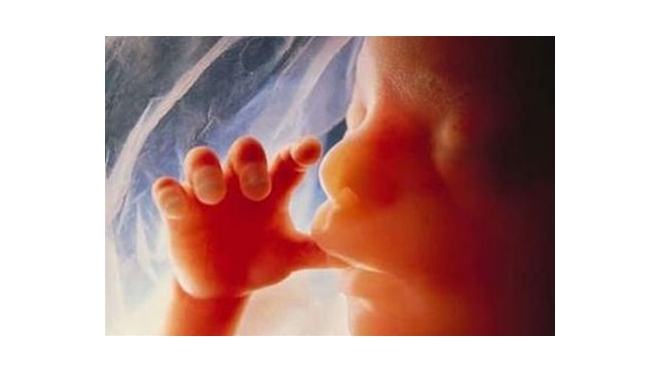 Петербургский ЗакС отказал эмбрионам в человеческих правах