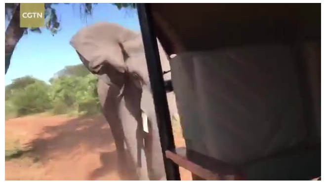 Разъяренный слон атаковал туристический автобус