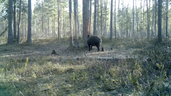 Беременная дикая свинья в лесу Ленобласти