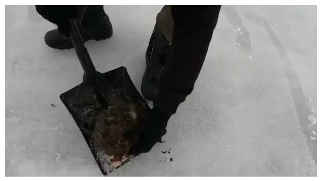 В Ленобласти при заливки хоккейной коробки спасли спящего ежика