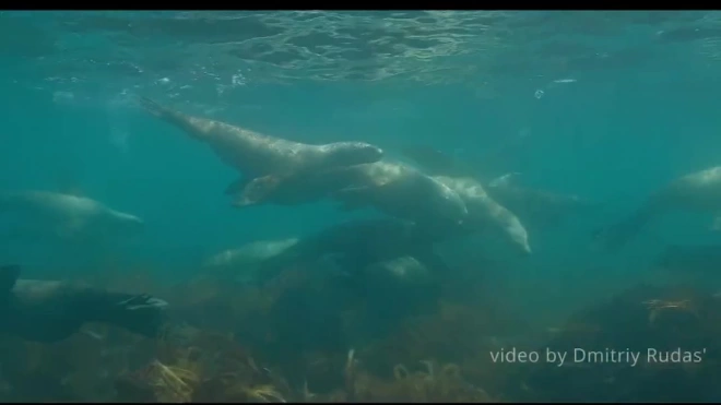 В Приморье удалось снять на видео краснокнижных морских львов