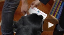 Канистерапия: как собаки-реабилитологи помогают людям?