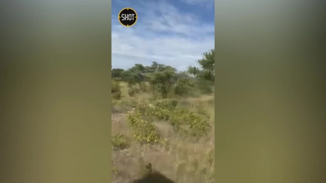 Женщина погибла после нападения слона на грузовик туристов в Замбии