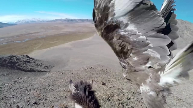 Охоту орла на лисицу сняли на GoPro от первого лица