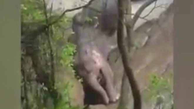 В нацпарке Таиланда погибли 6 слонов, пытаясь спасти слоненка