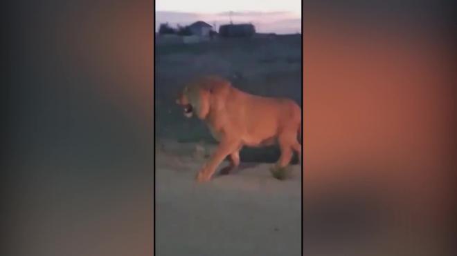 Жители села в Казахстане нашли разгуливающего по улицам льва