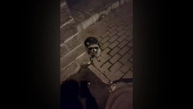 На улице Шувалова в Мурино заметили потерявшегося енота