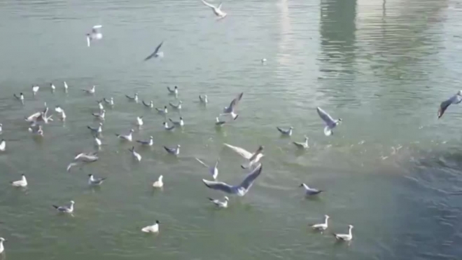 Смешное видео: чайки-серфингисты покорили волны Черного моря