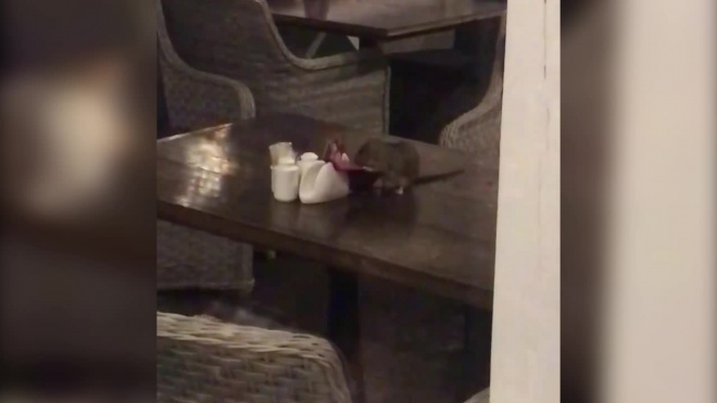 Видео: в ресторане на проспекте Славы стол "сервирует" крыса