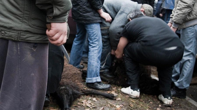 В Петербурге на Курбан-байрам тайно резали баранов