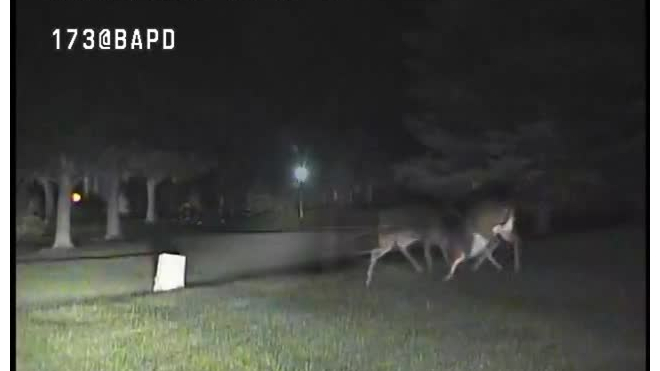 Видео: в Огайо на глазах у полицейского подрались два оленя 