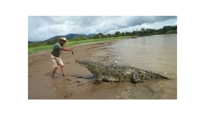 По курорту Паттайя в Тайланде разгуливают тысячи крокодилов