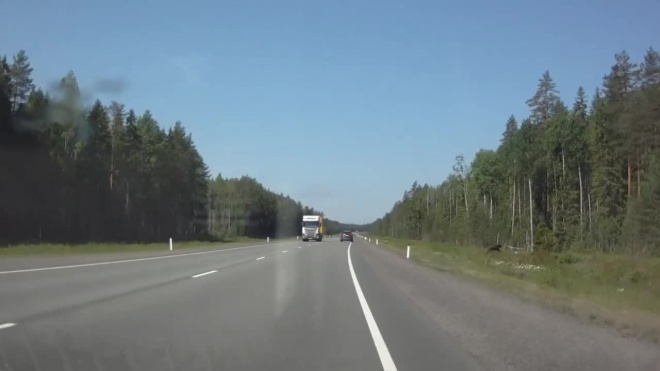 Видео: в Ленобласти водитель едва не врезался в медведя на дороге