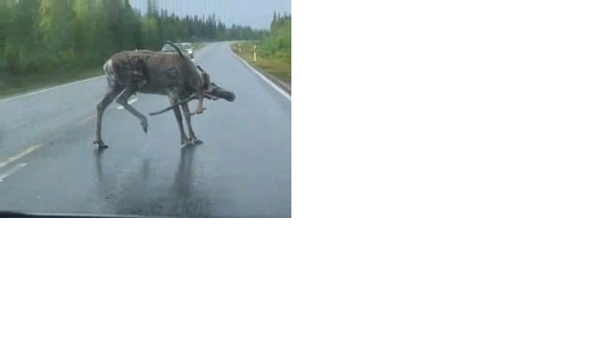 Бешеный лось в Тюменской области напал на селян, а после утопился в пруду