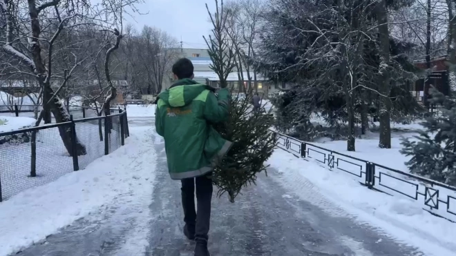 Изъятые с незаконных базаров елки будут передавать в Ленинградский зоопарк