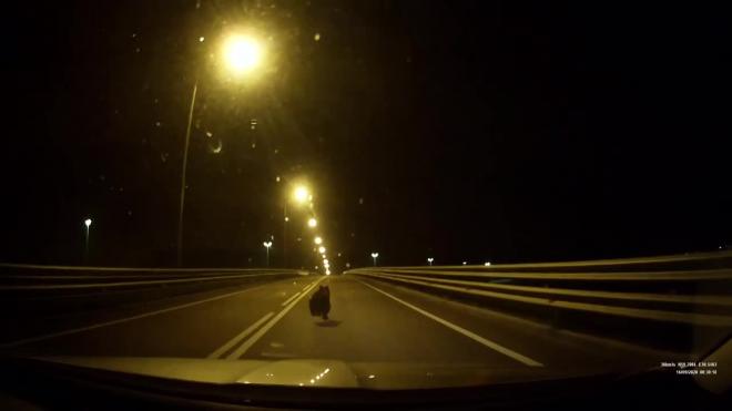 В Ленобласти водитель встретился на дороге с медвежонком 