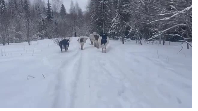 В Подпорожском районе Ленобласти прижилось стадо тувинских коров