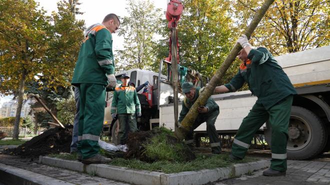 Зеленое восстановление: спустя год согласований на Петроградке посадили каштаны