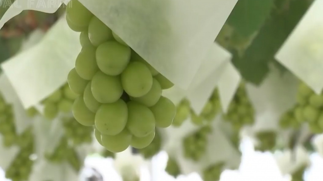 Ученые назвали полезные свойства винограда