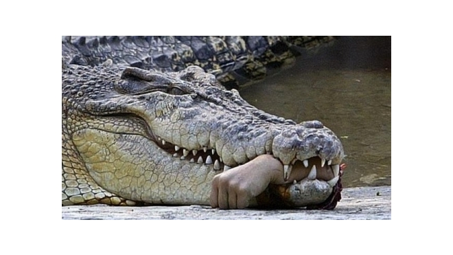 Дворники нашли на улице крокодила-людоеда в Калининском районе Петербурга