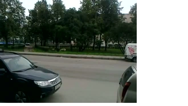 Выпас баранов на Среднем проспекте Васильевского острова