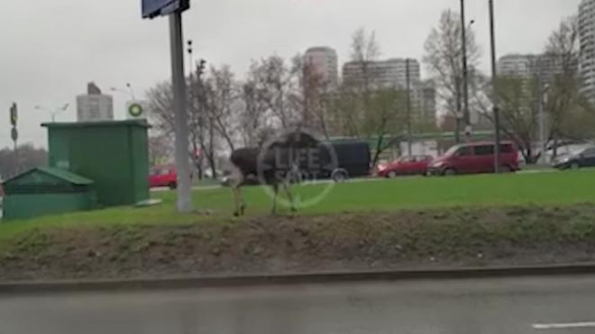 На юге Москвы сотрудники ДПС гоняли по улицам дикого лося
