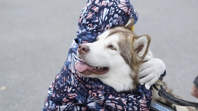 Более 250 петербуржцев поучаствовали в благотворительном забеге с собаками