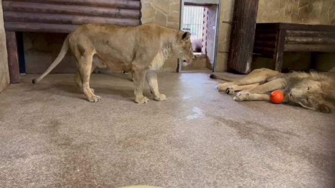 В Ленинградском зоопарке показали осенние будни львов Адама и Таисии