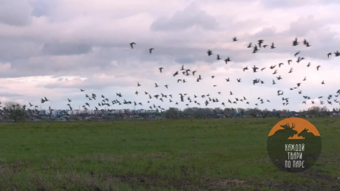 На полях в Ленобласти остановилась огромная стая перелетных гусей 