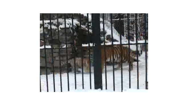 В Приморье ищут сбежавшую из клетки тигрицу