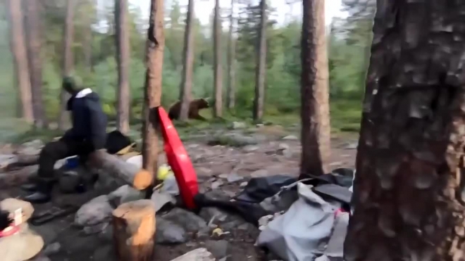 Туристы под Мурманском прогнали медведя песнями 