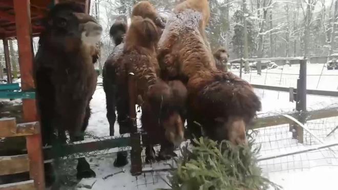 В ленинградском контактном зоопарке верблюды "утилизируют" новогодние елки