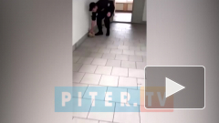 В Петербурге охранник ЛГУ имени Пушкина избил беременную кошку 