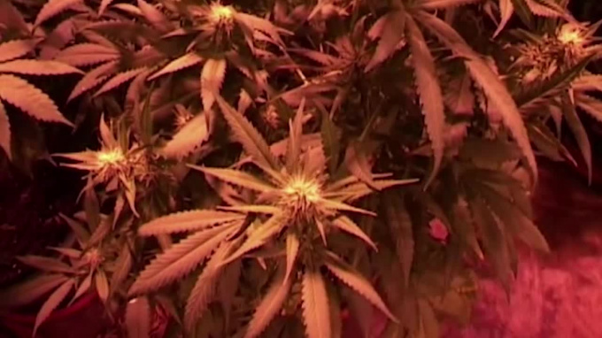 Выращиванию марихуаны марихуану не продают в амстердаме