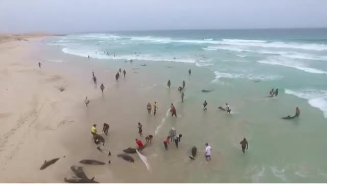 Печальное видео из Африки: В Кабо-Верде выбросились на берег и погибли 136 дельфинов