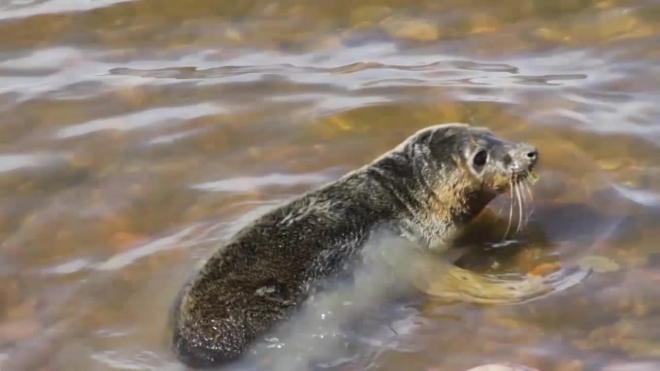Экологи и тюлени победили застройщиков: в форте Риф будет заповедник, а не стройка