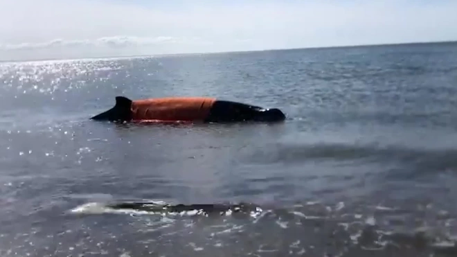 На Сахалине кита выбросило на берег