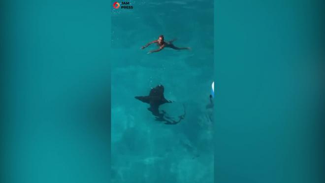 В Майами акула приплыла поздравить именинницу