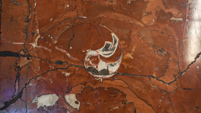 Как найти окаменелости в городе: 5 лайфхаков от создателя "Палеогорода"