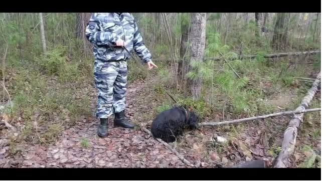 Видео: В Сургуте полицейская собака нашла 6 тайников с наркотиками 