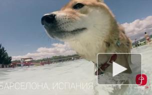 ShibaTrip: Сезон 1 Петербург - Барселона ShibaTrip: Сезон 1 Петербург - Барселона