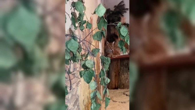 В Ленинградском зоопарке петербуржцам показали, как рысь Линда ухаживает за своим мехом